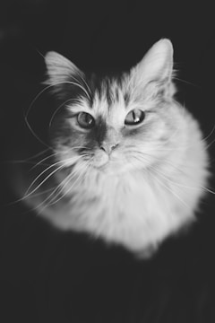 A close-up, monochrome photograph of a cat with long whiskers and a fluffy coat. The cat has an alert expression and is looking directly at the camera, filling most of the frame. The background is dark, making the cat's features stand out prominently.