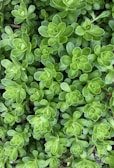A lush cluster of vibrant green succulent plants with fleshy, overlapping leaves arranged in a rosette pattern.