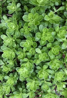 A lush cluster of vibrant green succulent plants with fleshy, overlapping leaves arranged in a rosette pattern.