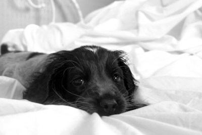A puppy with fluffy fur lies on a bed covered with white sheets. The puppy's eyes appear soft and gentle, and its head rests comfortably on the fabric. The image is in black and white, emphasizing the texture and softness of the bedding and the puppy's fur.
