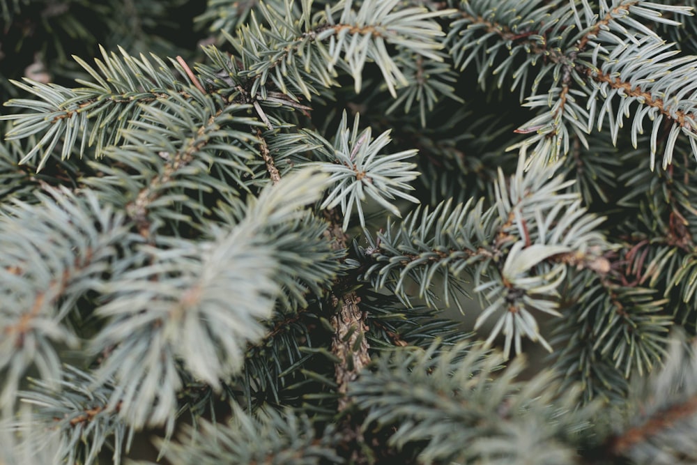shallow focus photography of spruce tree