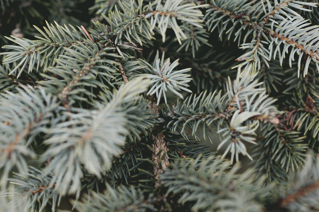 shallow focus photography of spruce tree,