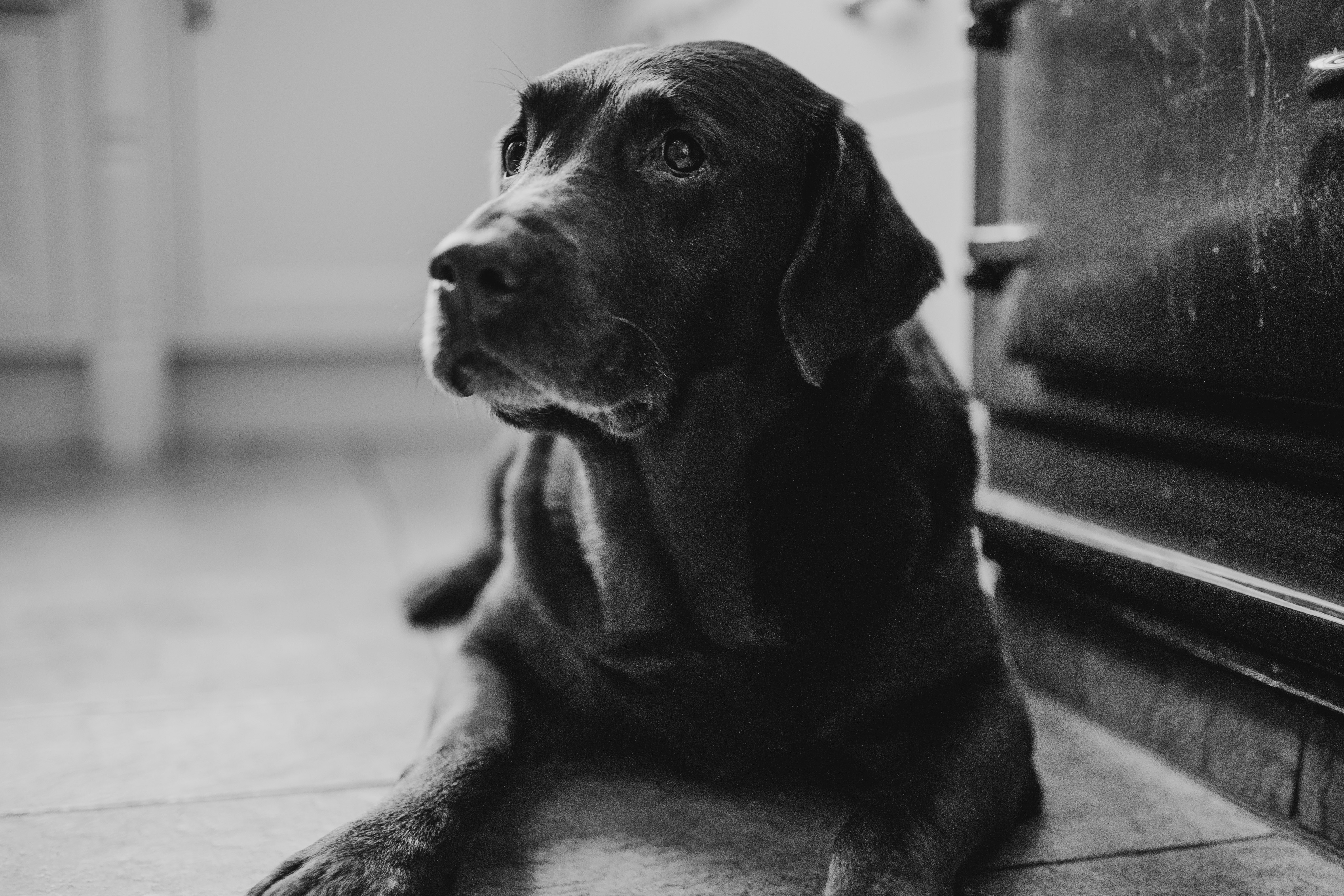 grayscale photography of Labrador retriever near wall