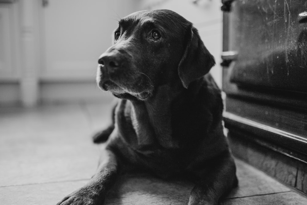 grayscale photography of Labrador retriever near wall