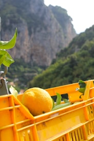 A yellow lemon with green leaves rests in a bright yellow plastic crate. In the background, rocky cliffs and lush greenery provide a natural setting.
