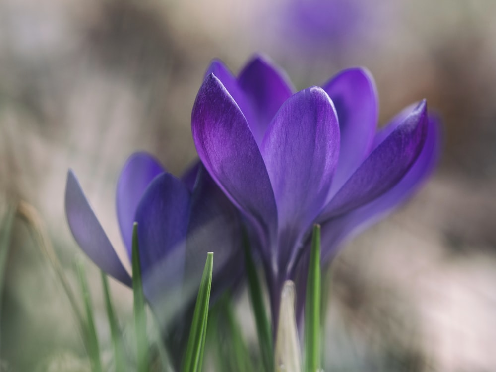 보라색 꽃의 사진