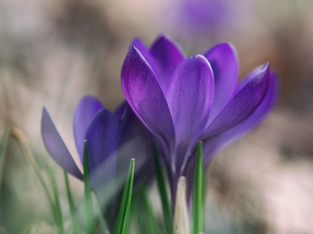 photography of purple flower