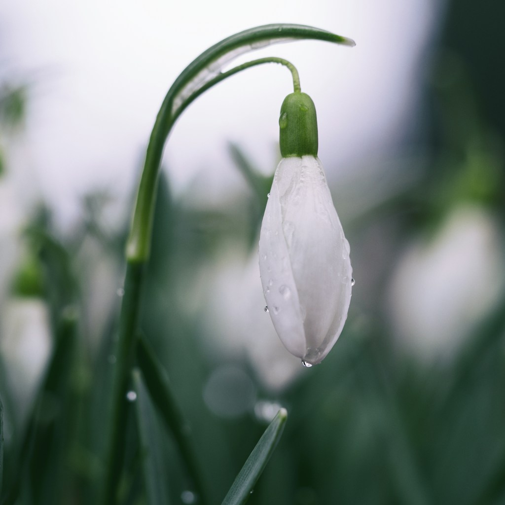 shallow focus photography of white tulips