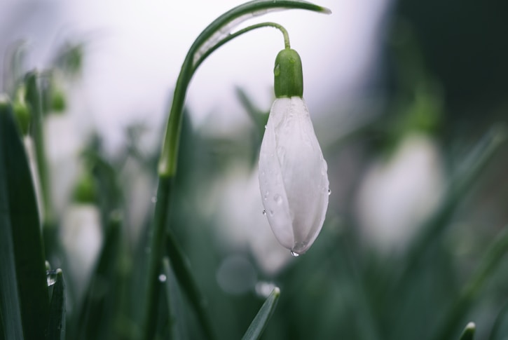 Could 2020 Downpours Turn into New Growth for Your Nonprofit? 1