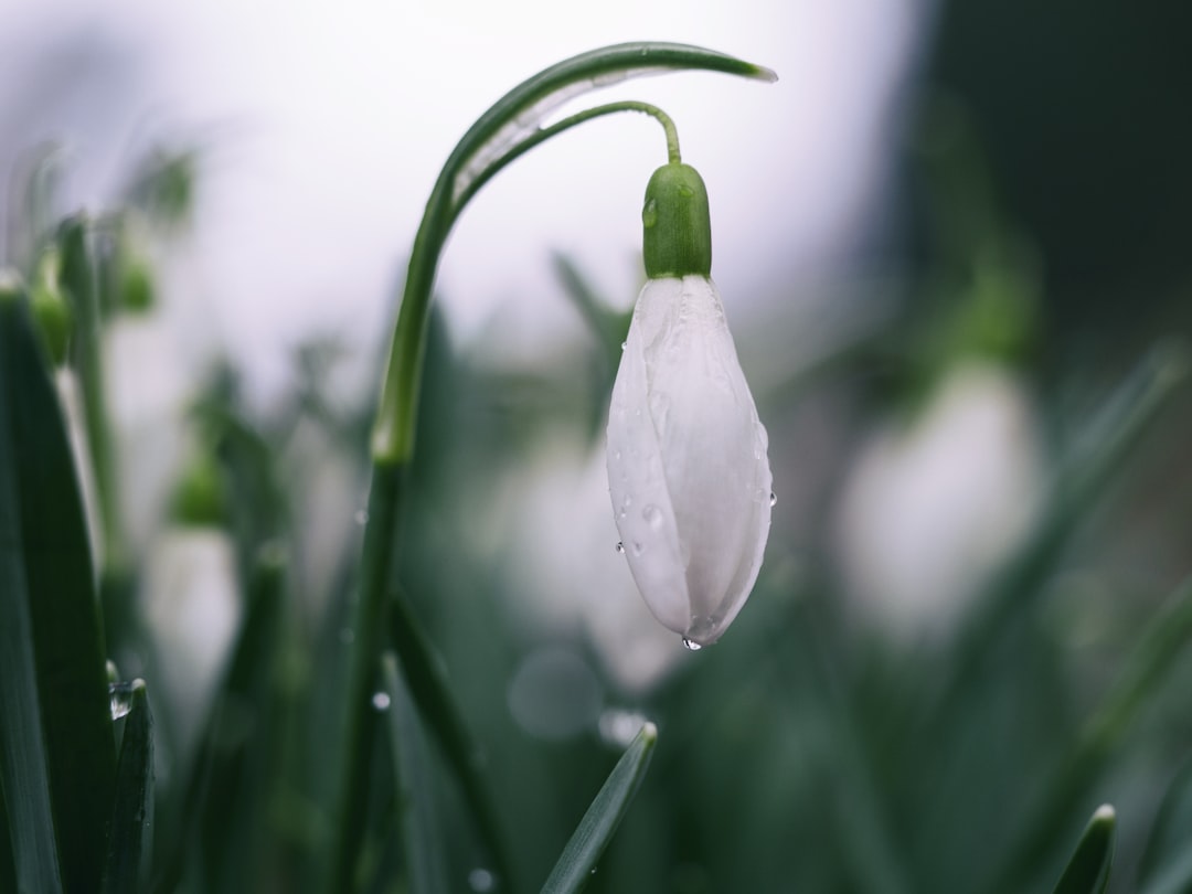 shallow focus photography of white tulips, Dew-covered snowdrop