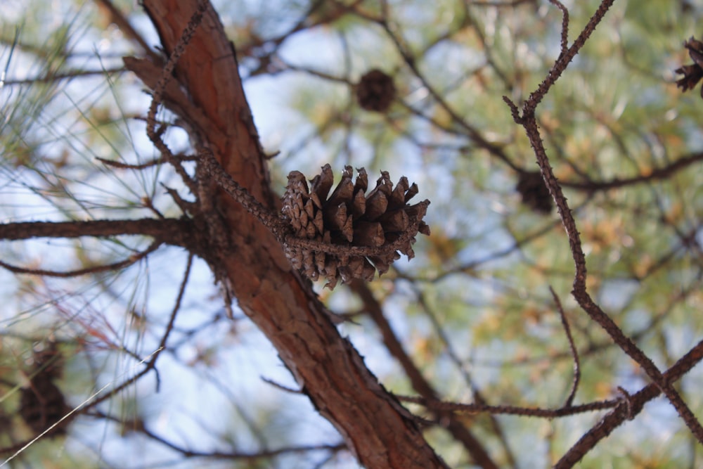 brown pine cone on brown tree branch