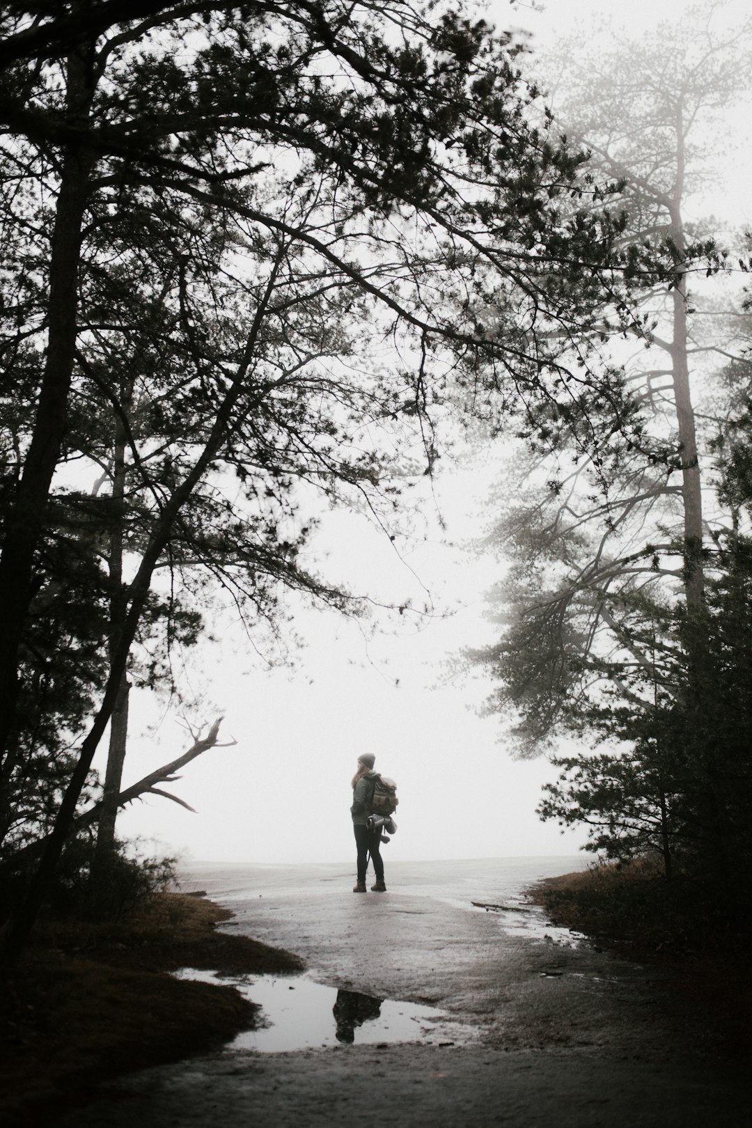 silhouette photo of person standing near tree