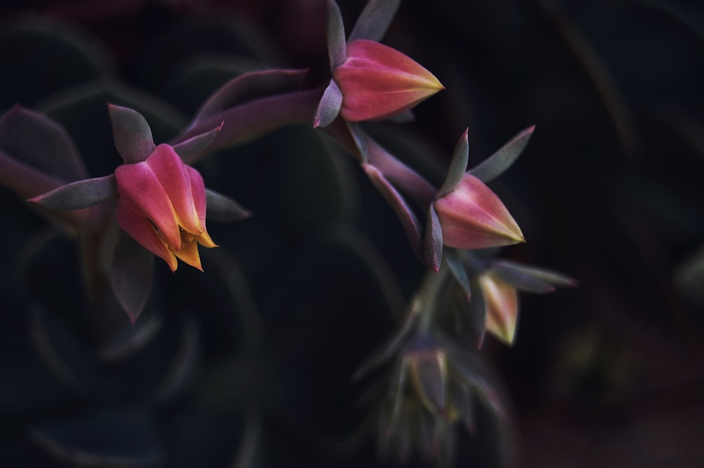 rotblättrige Blüten