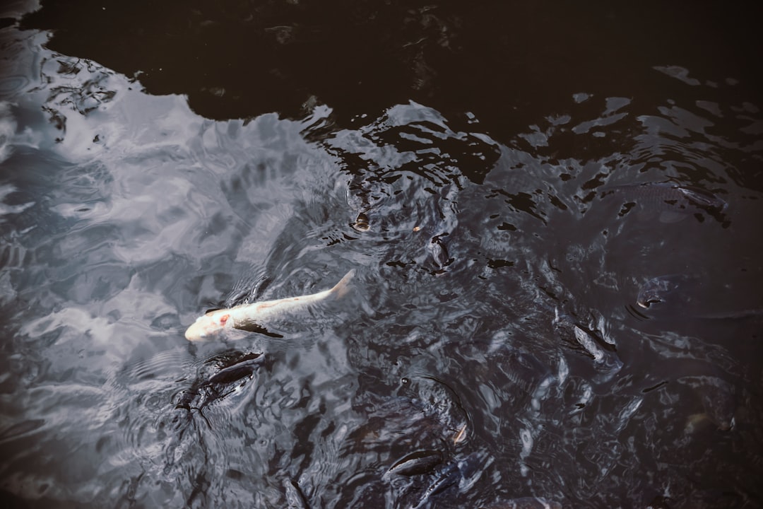 travelers stories about River in Shinjuku Gyoen National Garden, Japan