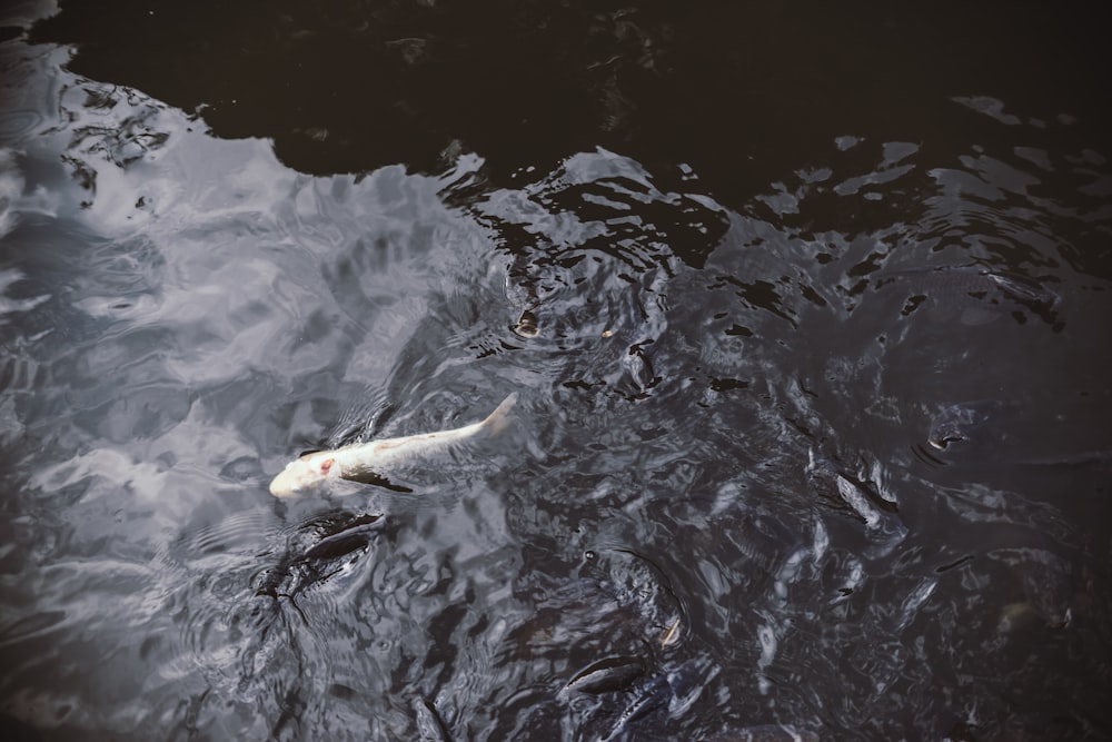 Реки радиации. Замор рыбы. Рыба в реке Терешка. Заморы в Японии. Рыба река кура.