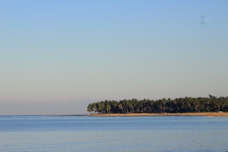 A serene image of palm trees by the Mediterranean Sea.