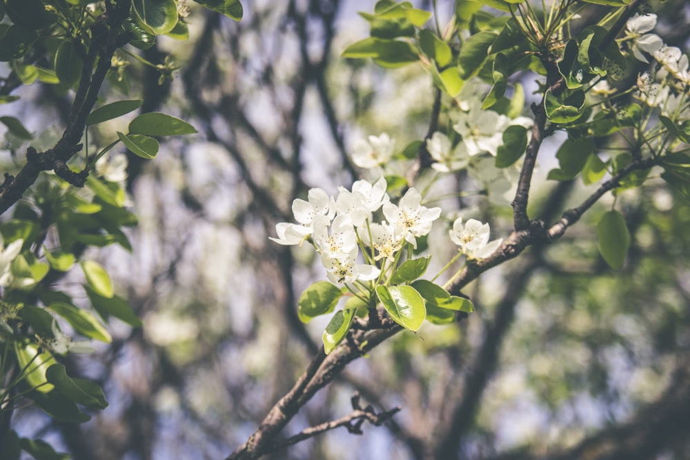 flores brancas