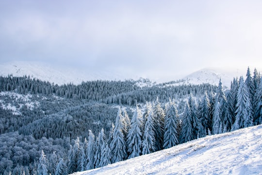 snow covered pine trees on mountain in Straja Romania