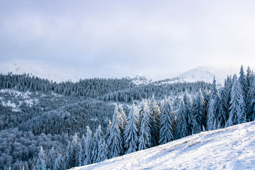 pinheiros cobertos de neve na montanha