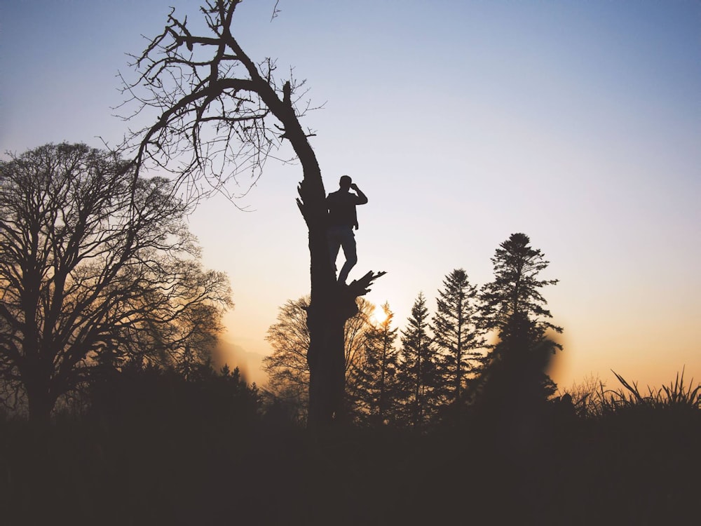 Silhouettenfotografie einer Person, die auf einem blattlosen Baum steht