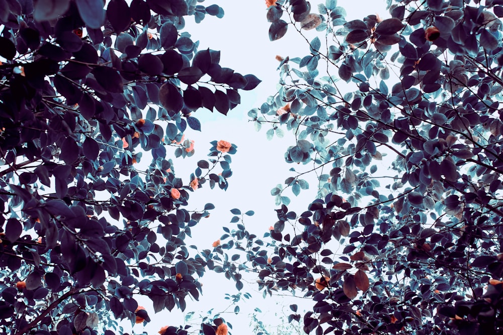 Vue de l’œil du ver photographie d’arbres