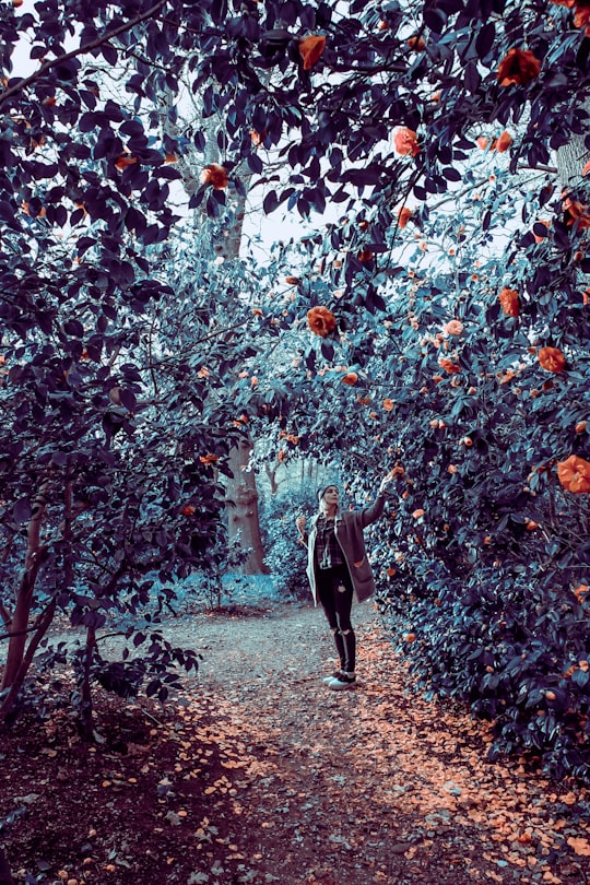 person walking underneath trees in Bushy Park United Kingdom