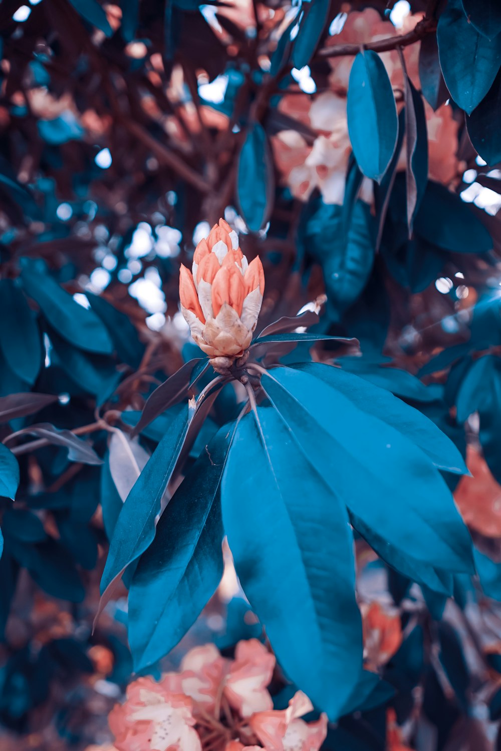 folha azul na árvore