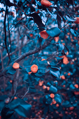 shallow focus photo of orange flowers