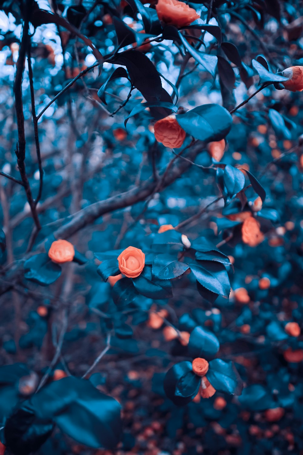 오렌지 꽃의 얕은 초점 사진