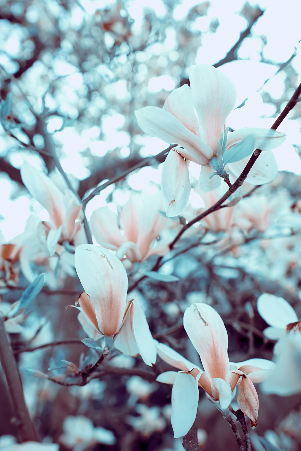 Selektive Fokusfotografie von weißen und braunblättrigen Blüten