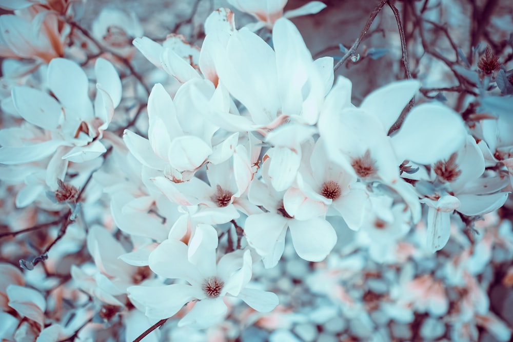 Cherry blossom flowers