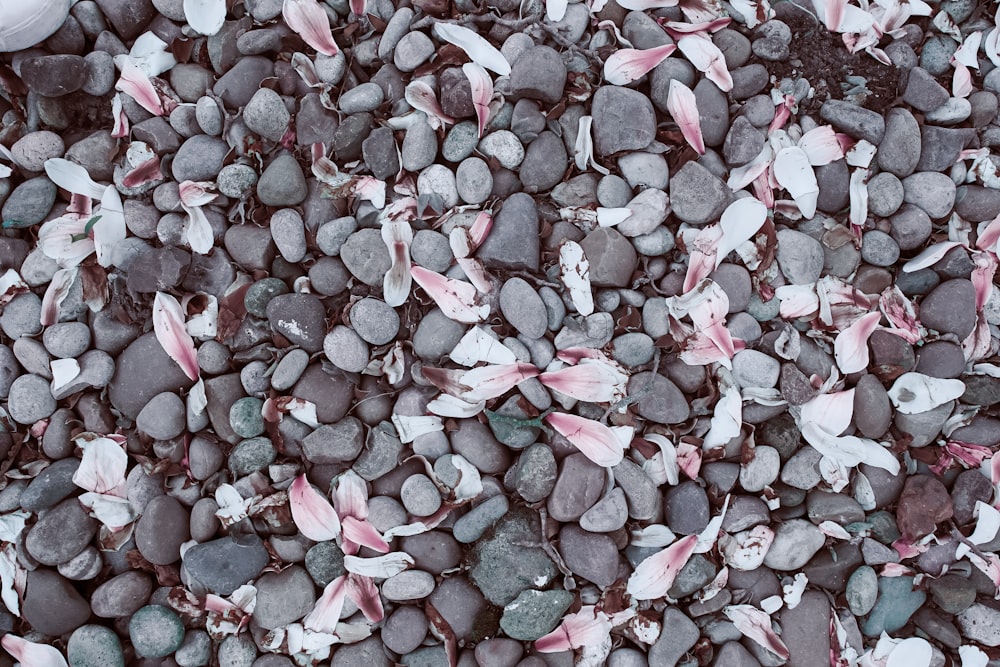 pebbles on ground