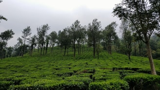 A serene tea estate in Assam with lush green tea bushes under a soft morning light.