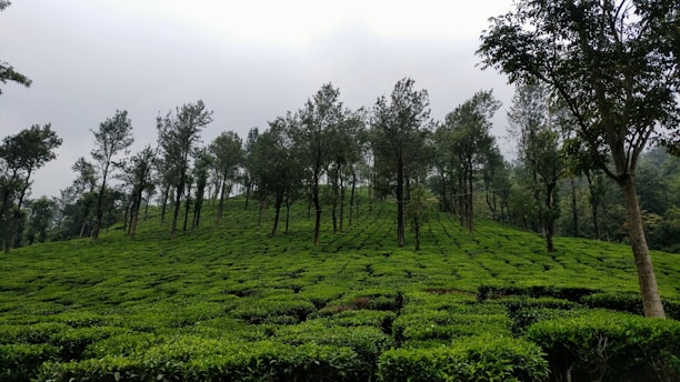 A serene tea estate in Assam with lush green tea bushes under a soft morning light.