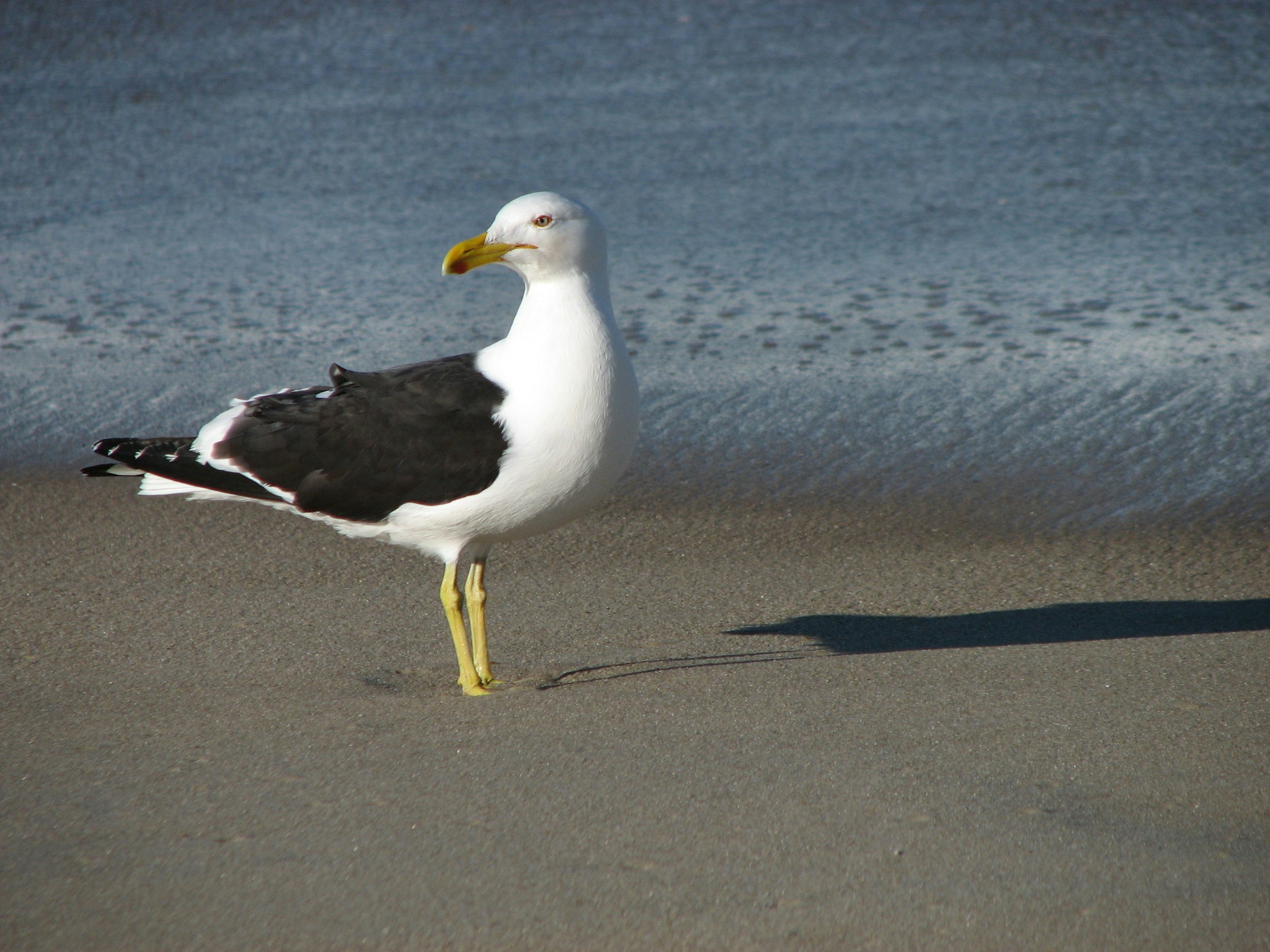 Free Unsplash photo from Sonia Trois