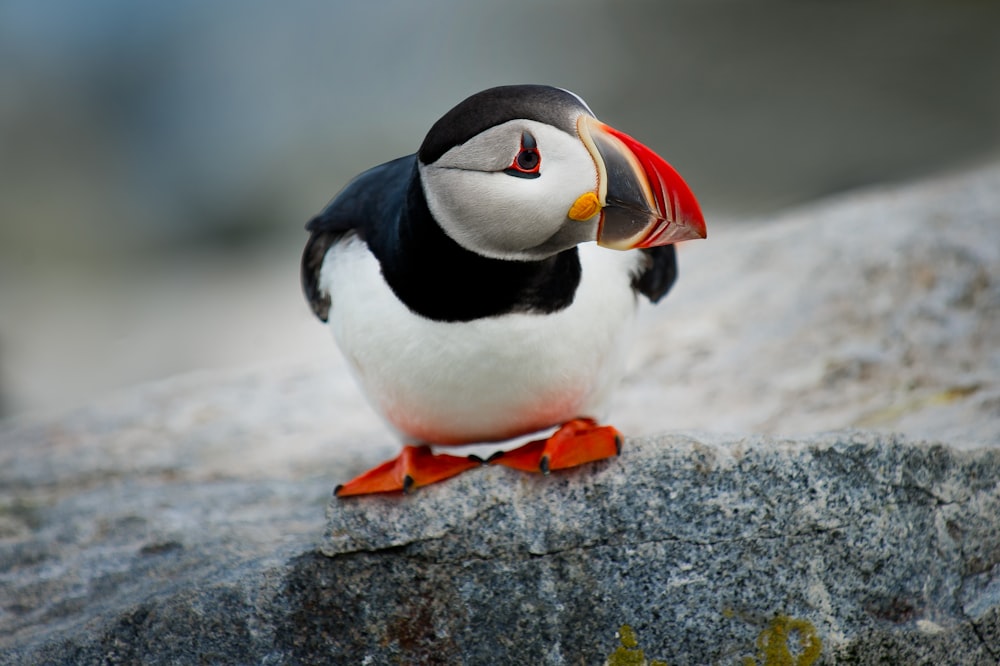 pássaro puffin branco e preto na rocha cinzenta durante o dia