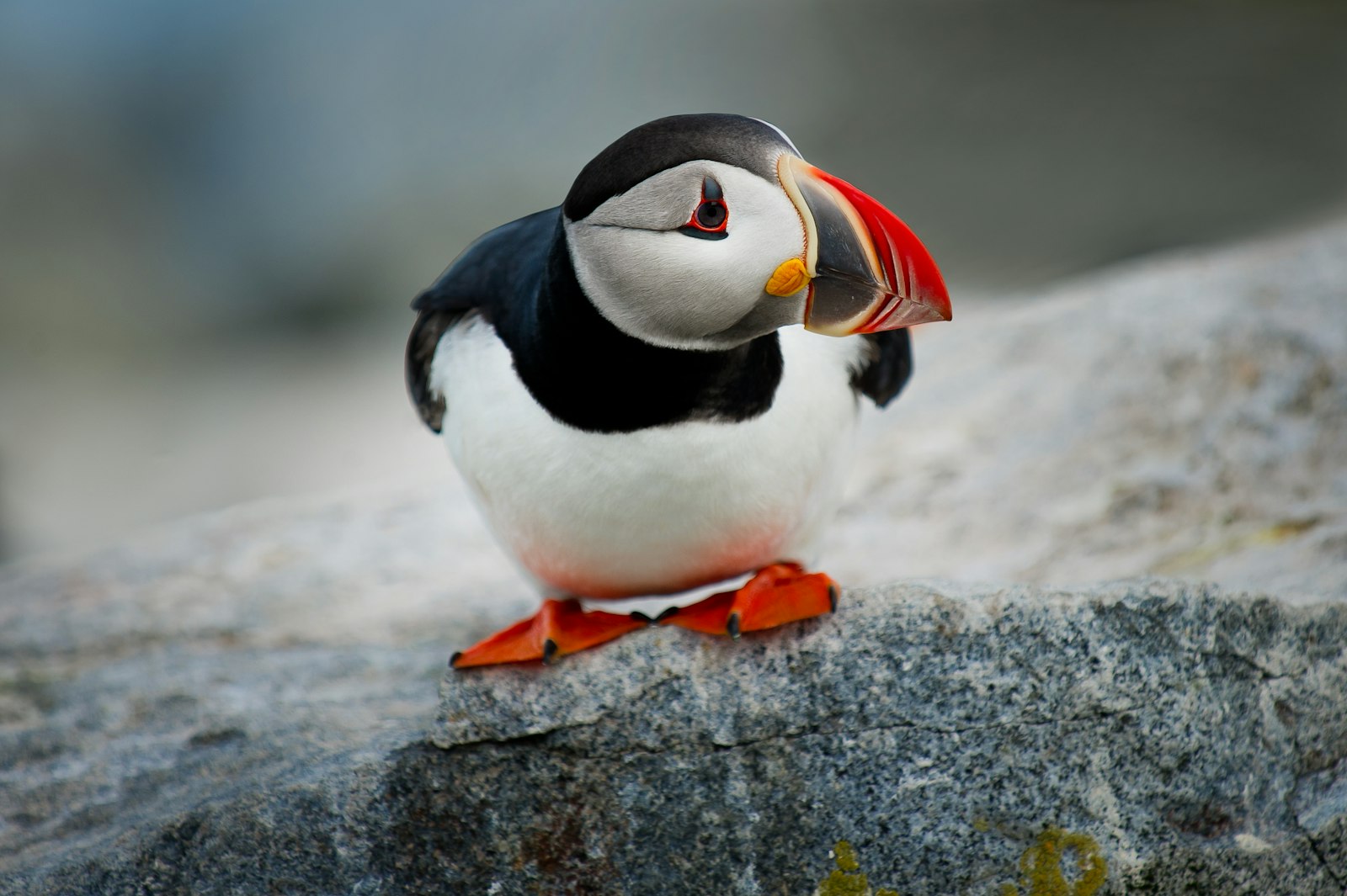 Nikon D3S + Nikon AF-S Nikkor 70-200mm F2.8G ED VR sample photo. White and black puffin photography