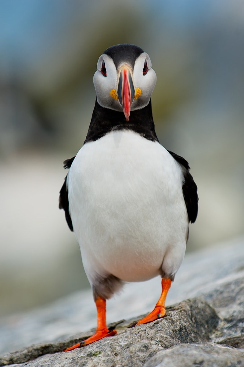 Puffin in flight over ocean water