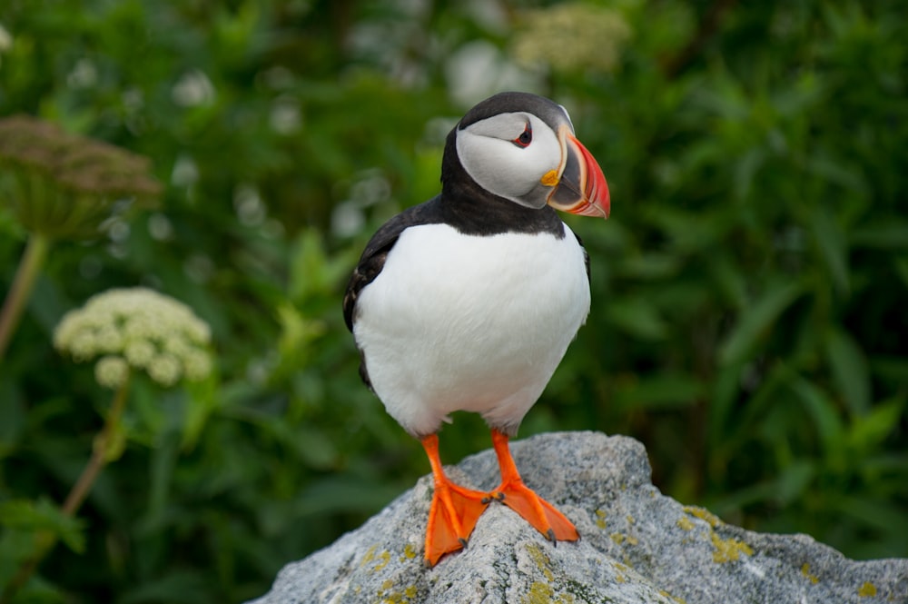 depth of field photography of white and black bird