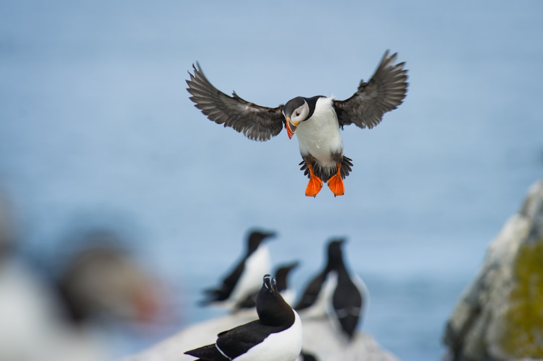 An Atlantic Puffin coming in to land with its wings spread and big orange feet down while a Razorbill sits on a rock below on Machias Seal Island.