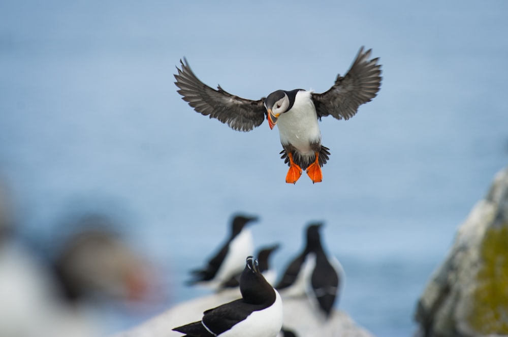 shallow focus photography of white and black birds