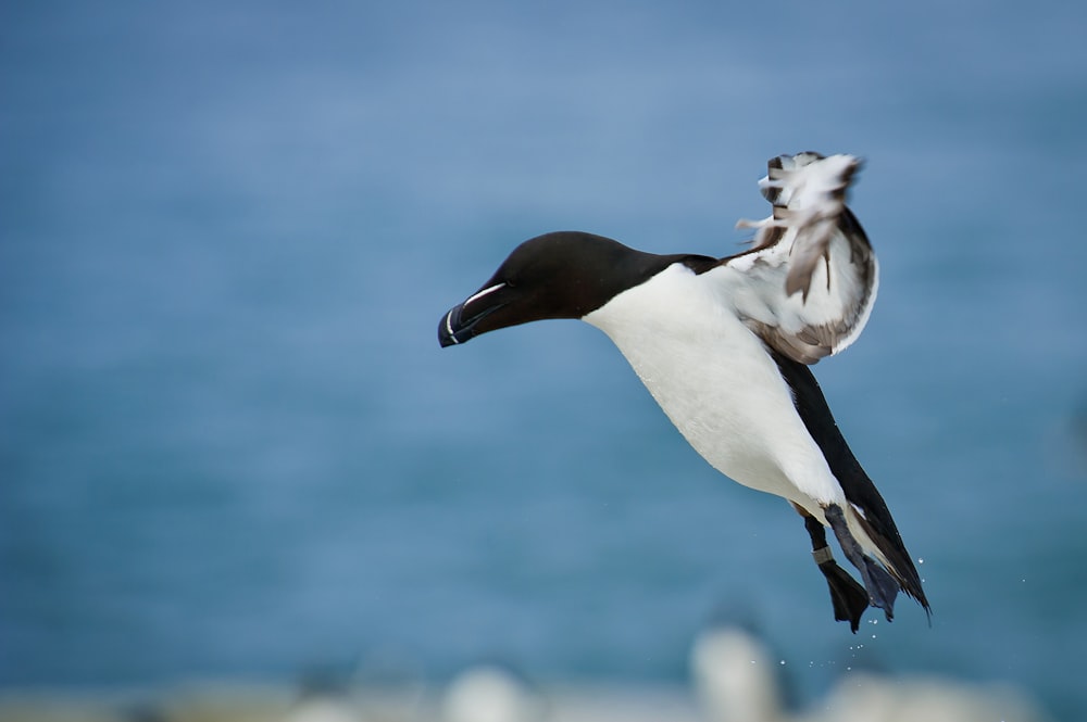 on flight black and white bird