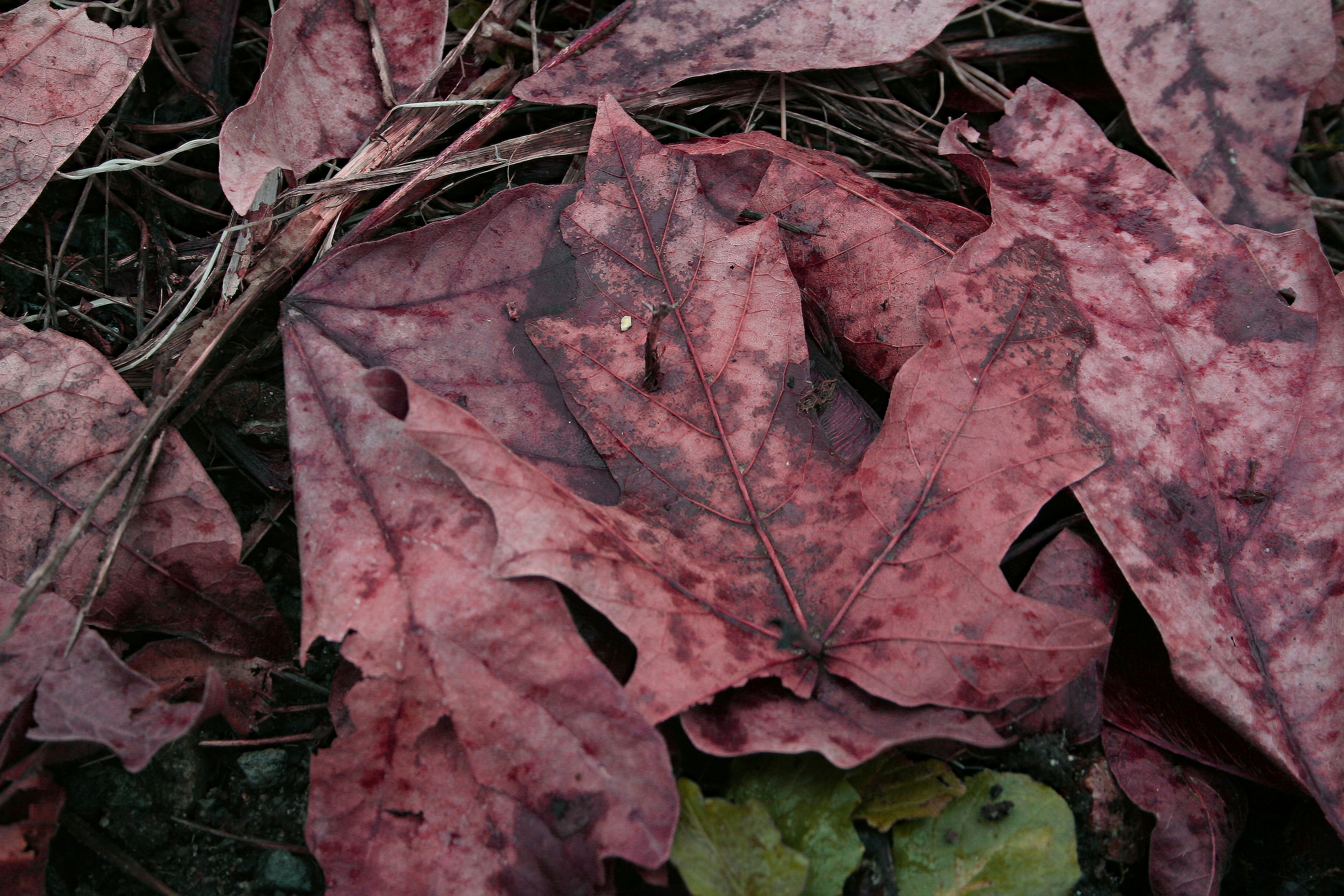 Free Unsplash photo from Ahmet Sariyev