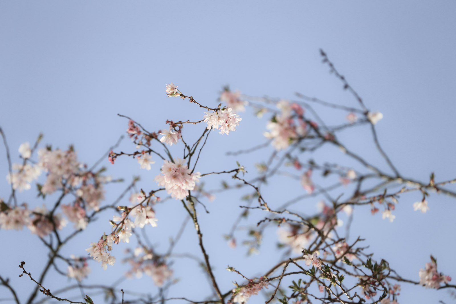 Canon EF 70-300mm F4-5.6L IS USM sample photo. Cherry blossom tree photography