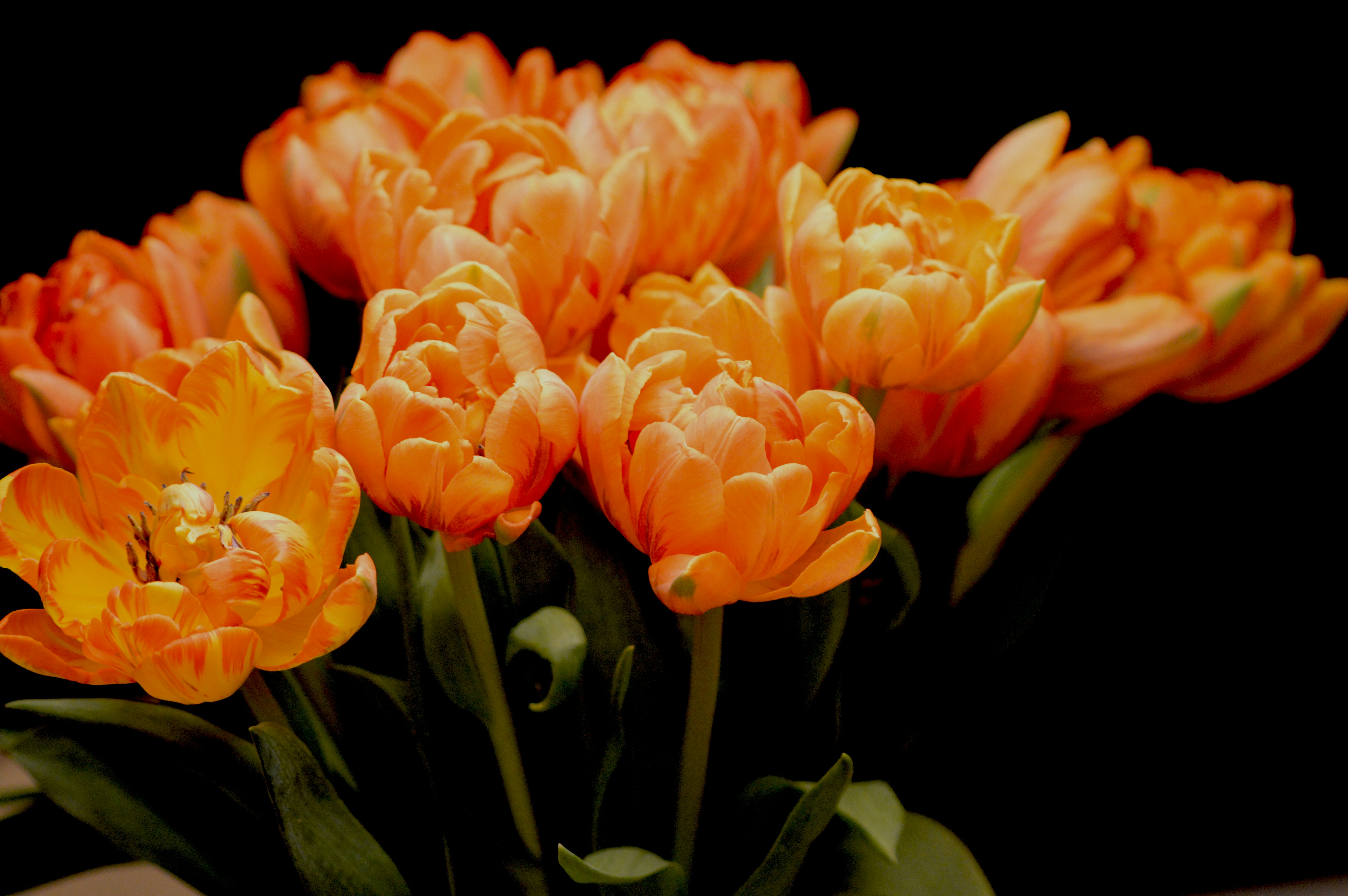 These tulips in a vase were pretty during the day however were transformed in the evening when spotlight by a single light above the table. The petals do seem to be actually glowing against the dark background. It took several shots playing with exposure and focus before getting a balance I was happy with.