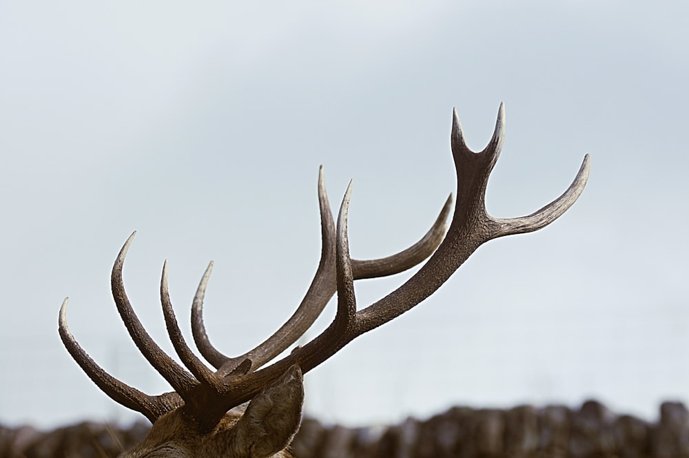 close-up photo of antler during daytime