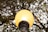A vintage-style street lamp with a glowing, warm-colored bulb is positioned against a backdrop of leafy branches and twigs. The lamp emits a soft, yellow light that contrasts with the dark, intricate network of branches in the background.
