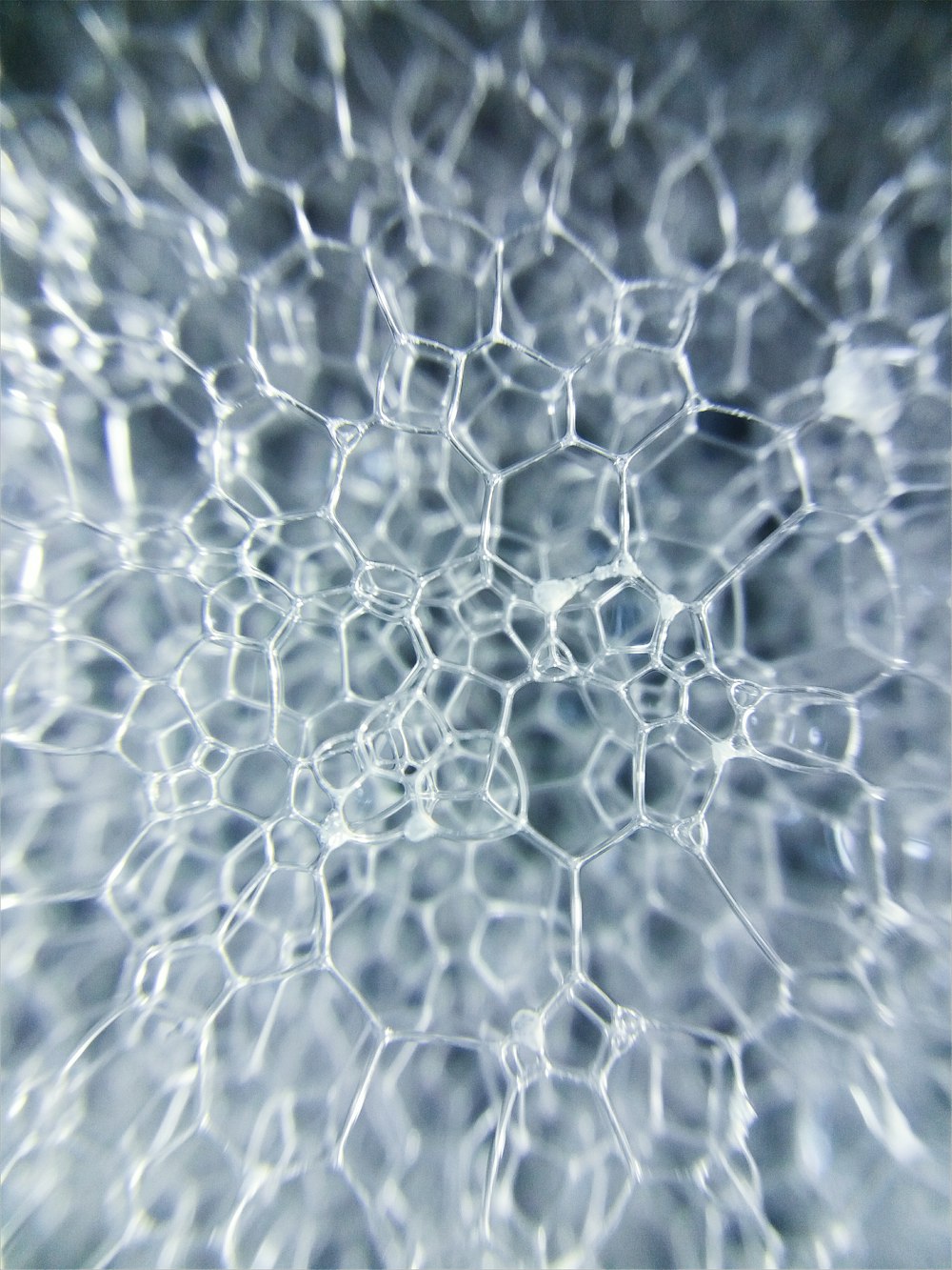 a close up view of a white flower