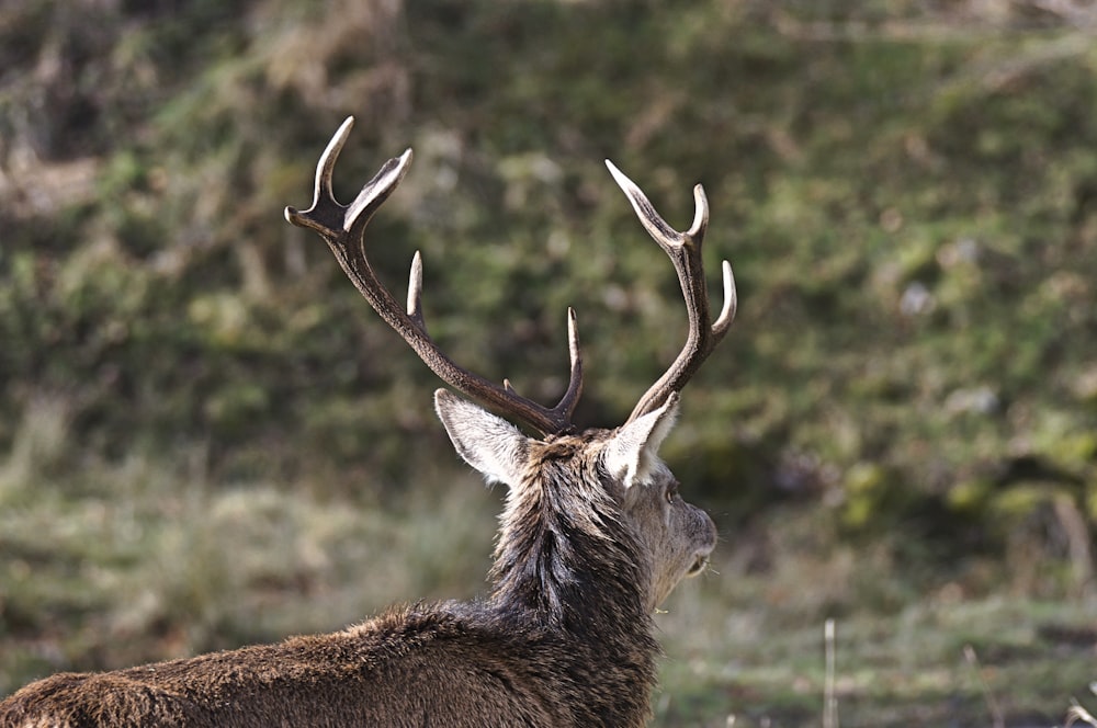 selective focus photo of deer during day