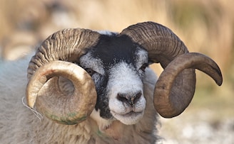 ram goat